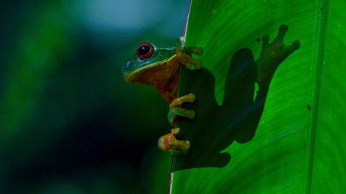 Earthsounds Season 1 Episode 1 - Australian Forests