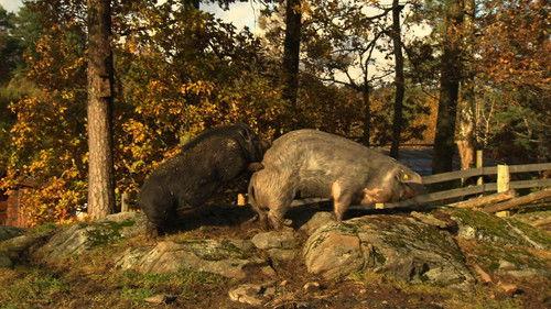 Dyrepasserne Season 3 Episode 10 - Episode 10