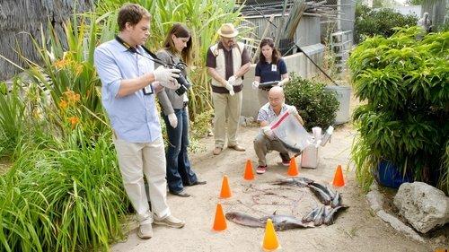 undefined Season 6 Episode 4 - A Horse of a Different Color