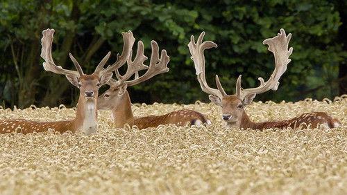 Expeditionen ins Tierreich Season 2 Episode 25 - Episode 25