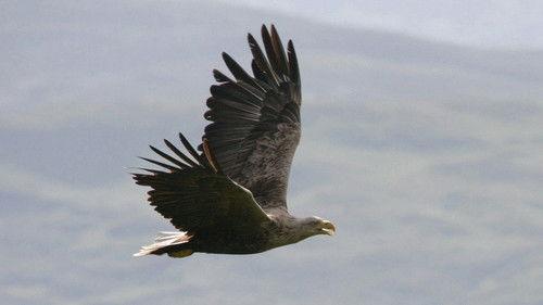 Nature Season 27 Episode 12 - Eagles of Mull