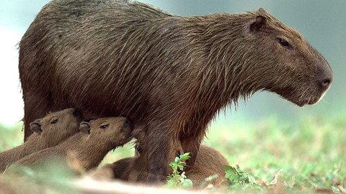 Brazil Untamed Season 1 Episode 7 - Capybara's Pond