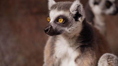 Dyrepasserne Season 12 Episode 6 - Episode 6