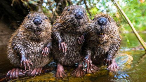 Spy in the Wild Season 2 Episode 2 - The North