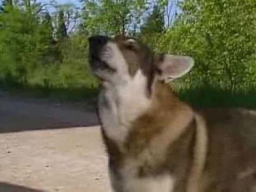 The Littlest Hobo Season 6 Episode 11 - Firehorse (2)