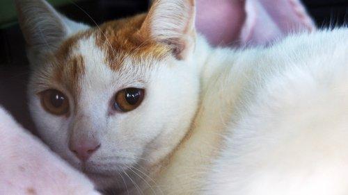 The Incredible Dr. Pol Season 24 Episode 7 - It's Charles, He's Hurt!