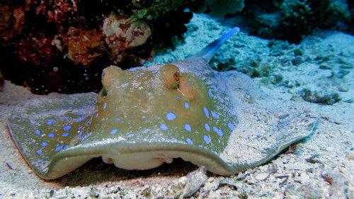 Reef School Season 1 Episode 13 - Finding Friends