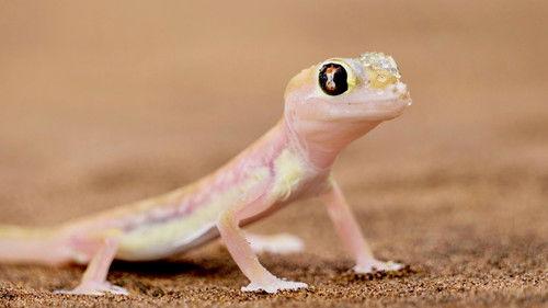 Namibia’s Natural Wonders Season 1 Episode 1 - Life at the Limit