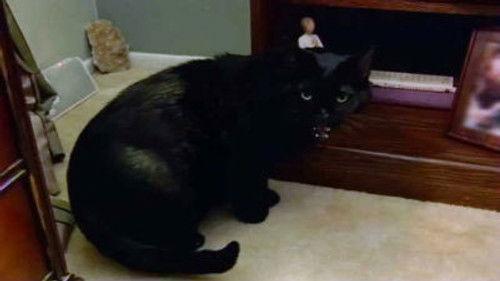 My Cat from Hell Season 6 Episode 3 - Godzilla Attacks!