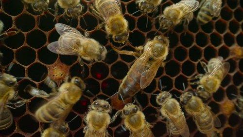 Our Planet Season 2 Episode 2 - Chapter 2: Following the Sun