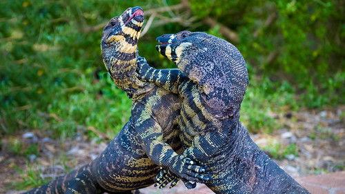 Australia Remastered Season 4 Episode 4 - Forest