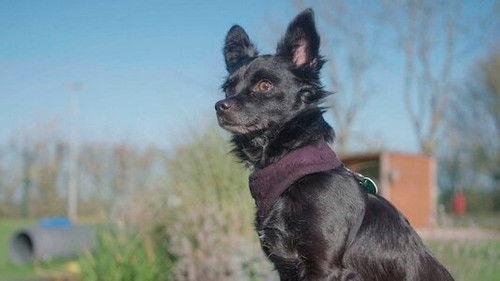 The Dog House Season 3 Episode 4 - Episode 4