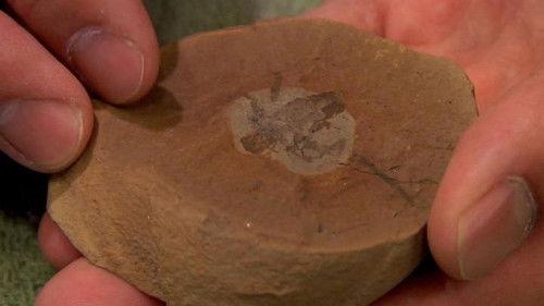 Pawn Stars Season 3 Episode 12 - Bare Bones