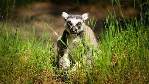 Dyrepasserne Season 14 Episode 4 - Flokk og samhold