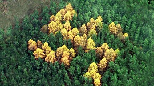 What on Earth? Season 3 Episode 9 - The Swastika Conspiracy