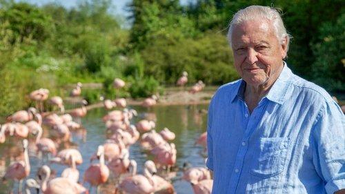David Attenborough's Natural Curiosities Season 3 Episode 4 - Curious Feeders