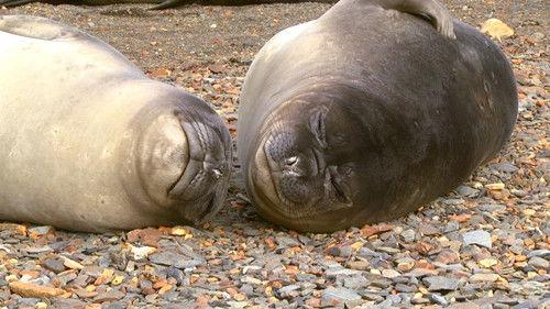 72 Cutest Animals Season 1 Episode 11 - Showtime