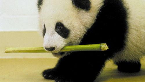 Nature Season 19 Episode 14 - The Panda Baby