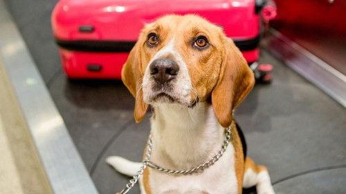 Dog Squad Puppy School Season 2 Episode 6 - Episode 6