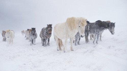 Nordic Wild Season 1 Episode 4 - Ultimate Survivors