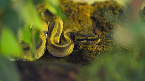 Dyrepasserne Season 14 Episode 8 - Frykt og frihet