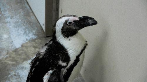 Secrets of the Zoo Season 2 Episode 1 - Penguin's New 'Do