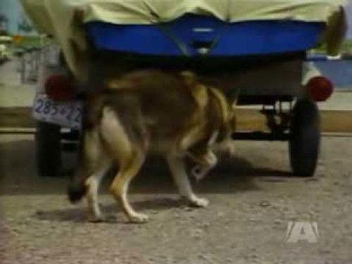 The Littlest Hobo Season 3 Episode 10 - The Locket