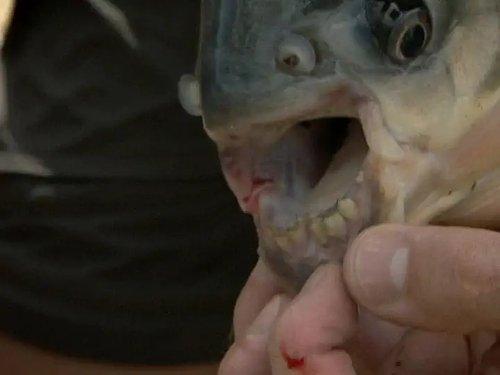 River Monsters Season 3 Episode 1 - The Mutilator