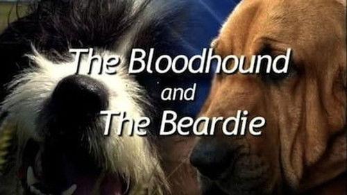 Natural World Season 25 Episode 12 - The Bloodhound and the Beardie