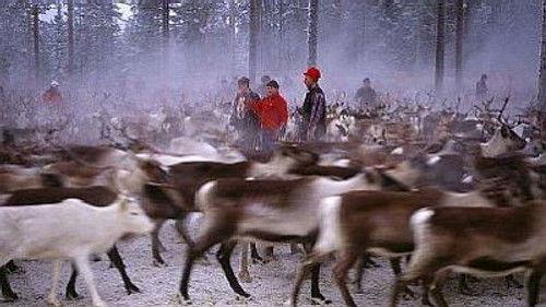 Natural World Season 16 Episode 9 - On the Path of the Reindeer