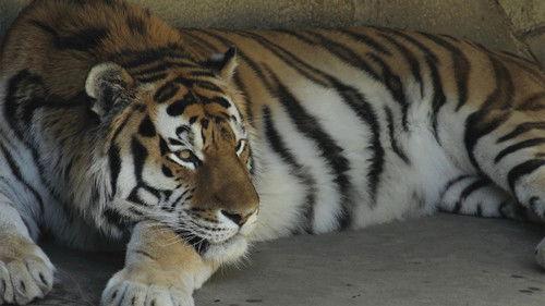 Secrets of the Zoo Season 3 Episode 2 - Grumpy Cat