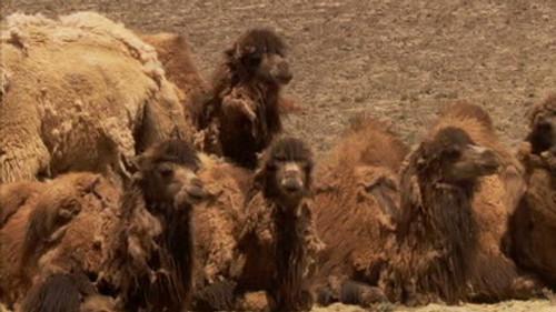 Untamed China Season 1 Episode 2 - Deserts of the North