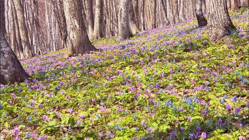 Wild Hokkaido! Season 2 Episode 14 - Mt. Tossho