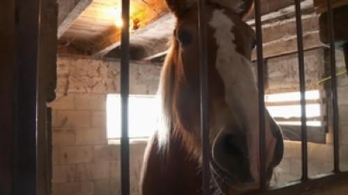 The Incredible Dr. Pol Season 15 Episode 10 - Danes of Our Lives