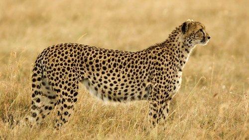 The Mating Game Season 1 Episode 1 - Grasslands: In Plain Sight