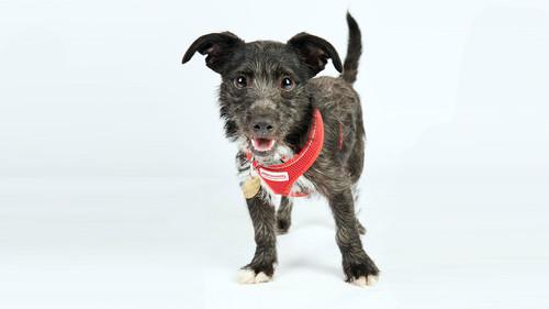 The Dog House Season 1 Episode 6 - Episode 6