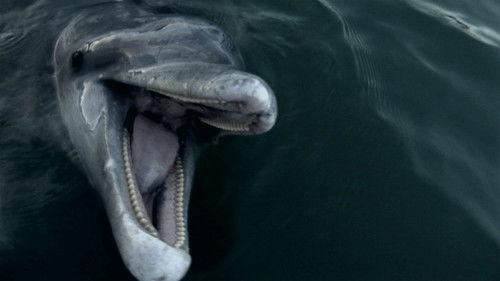 Party Animals Season 1 Episode 11 - A Dolphin's Not a Fish