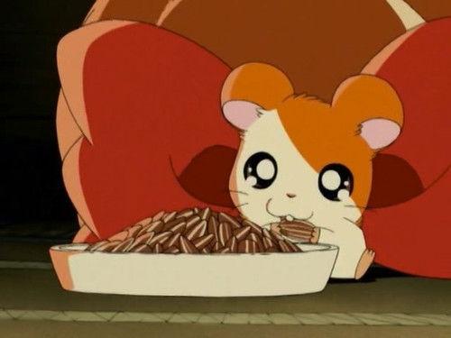 Hamtaro Season 1 Episode 24 - Hamtaro, Please Come Home!