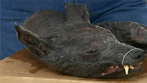 MonsterQuest Season 2 Episode 8 - Chupacabra