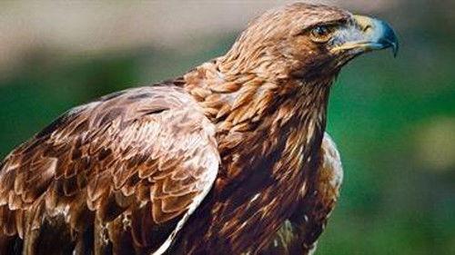 Vilde vidunderlige dyr Season 1 Episode 1 - Episode 1