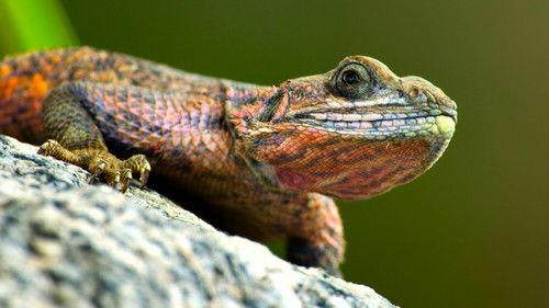 Tiny World Season 1 Episode 1 - Savannah