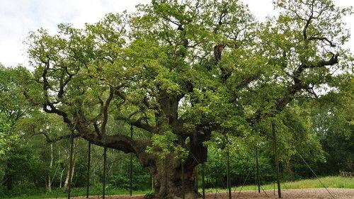 Terry Jones' Medieval Lives Season 1 Episode 7 - The Outlaw