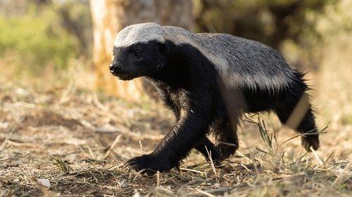 Underdogs Season 1 Episode 1 - Superzeroes