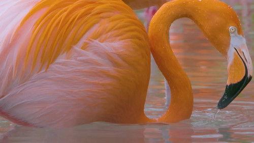 Secrets of the Zoo Season 5 Episode 1 - Flock Star