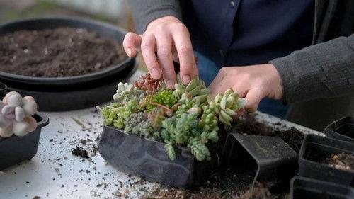 Gardening Australia Season 34 Episode 25 - Episode 25 Succulent, Botanic, Radio, Overgrown & Native