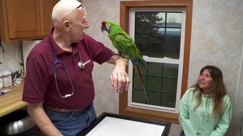 The Incredible Dr. Pol Season 17 Episode 9 - You Bruise, You Lose