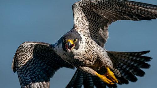 Birds Season 1 Episode 3 - Episode 3