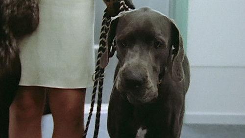 Nikola Season 1 Episode 4 - Episode 4