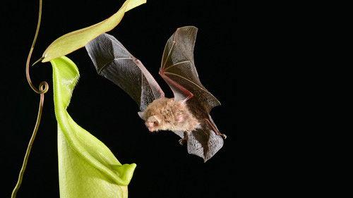 Earth's Tropical Islands Season 1 Episode 2 - Borneo