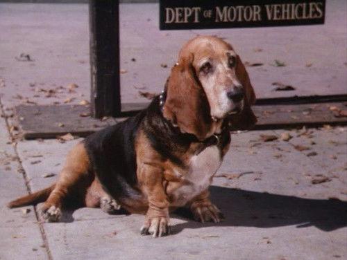 The Dukes of Hazzard Season 4 Episode 20 - Dear Diary